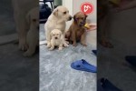 Video - Mama Labrador als Beschützerin