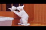 Video - Die Reaktion von Katzen auf ihr Spiegelbild