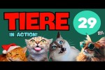 Video - Tiere in Action 29 - Lustige Tiere
