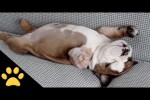 Video - Super lustige Szenen mit Hunden