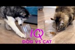 Video - Ist ein Husky wirklich schlauer als eine Katze?