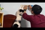 Video - Eine Zusammenstellung lustiger Katzen und Kätzchen für gute Laune