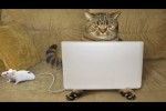 Video - Katzen sind Blogger! Eine Zusammenstellung lustiger Katzen und Kätzchen für gute Laune