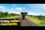 Video - Safari-Überraschungen
