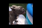 Video - Französische Bulldogge ist begeistert