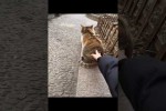 Video - Spaß mit Hunden und Katzen
