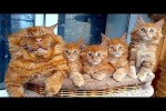 Video - Die lustigsten Tiere - Spaß mit Katzen und Hunden 2023 - LA 33