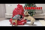 Video - Dogs SHOCKED By Surprise Christmas Present