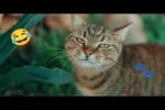 Video - Lustige Katzen
