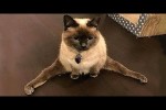 Video - Die lustigsten Tiere - Spaß mit Katzen und Hunden 2022