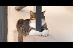 Video - Wenn Katzen verrückte Dinge tun