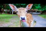 Video - Lustige Tier-Videos