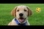Video - Lustige Hunde