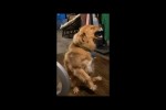 Video - Schuldiger Hund gesteht, dass er etwas Schlimmes getan hat, als er vom Besitzer gefragt wird