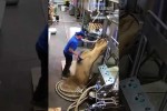 Video - Missgeschick bei der Arbeit