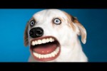Video - Hunde mit menschlichem Mund
