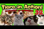 Video - Tiere in Action 32