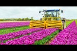 Video - How 2 Billion Tulip Bulbs Are Produced and Harvested - Tulips Cultivation Technique in Green House