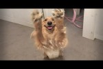 Video - Lustige Momente mit Golden Retrievern