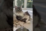 Video - K�tzchen macht Sauerei