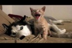 Video - Mama, er will nicht spielen! Lustiges Video mit Hunden, Katzen und Kätzchen