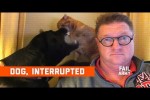 Video - Dog, Interrupted (May 2020) - FailArmy