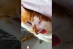 Video - Lustige Katzen