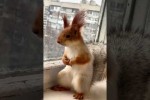 Video - 5 Tiere, die sich mehr Gedanken �ber ihre Zukunft machen als du