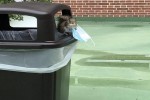 neue witzige Bilder