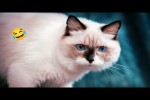 Video - Lustiges mit Katzen