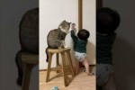 Video - Katze hält Kind ab