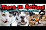 Video - TIERE IN ACTION 30