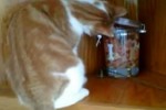 Video - Katze klaut sich ein Leckerli