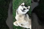 Video - Normale Hunde vs. Huskies