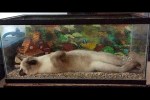 Video - Die lustigsten Tiere / Spaß mit Katzen und Hunden 2022 / LA 105
