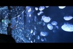 Video - Schönheiten aus der Tiefe: Quallen-Schau in Tokio