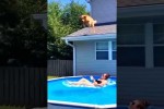Video - Hunde sind immer auf der Suche nach M�glichkeiten, sich abzuk�hlen