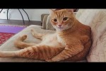 Video - Typisch Katze