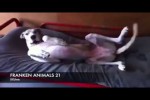 Video - FRANKEN ANIMALS 21