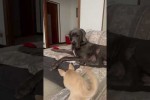 Video - Der Chihuahua will unbedingt das Spielzeug