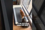 Video - Katzenfitness