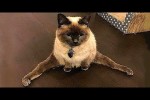 Video - Die lustigsten Tiere - Spaß mit Katzen und Hunden 2023 - LA 10