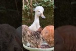 Video - Lustige Katzen