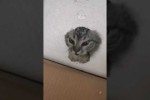 Video - Lustiges kleine Kätzchen