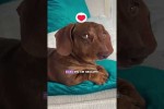 Video - Der Dackel