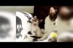 Video - Katzen, Katzen und nochmal Katzen