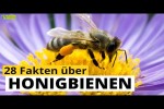 Video - 28 Steckbrief-Fakten über Honigbienen