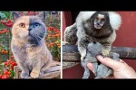 Video - Die besten Videos 2025 (Teil 44)