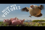 Video - ROLLIN' SAFARI - 'Vulture' - what if animals were round?