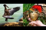 Video - Die besten Videos 2026 (Teil 52)